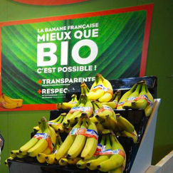 Bananes bio Retrait d’une publicité des producteurs antillais Bananes bio Retrait d’une publicité des producteurs antillais