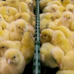 Bien-être animal La fin du broyage des poussins pour 2022 Bien-être animal La fin du broyage des poussins pour 2022
