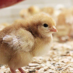 Bien-être animal Une technique pour éviter le broyage des poussins mâles Bien-être animal Une technique pour éviter le broyage des poussins mâles