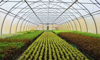 Légumes bio Les serres chauffées de nouveau autorisées