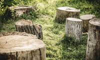 Trafic de bois De plus en plus de vols d’arbres coupés sur pied