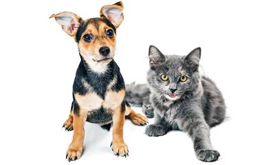 Chiens et chats Les questions à se poser avant de se lancer Chiens et chats Les questions à se poser avant de se lancer