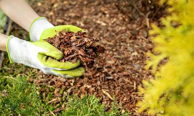 Jardin écoresponsable Le paillage, indispensable