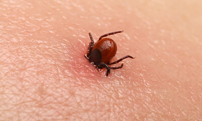 Tiques et maladie de Lyme Vos questions, nos réponses