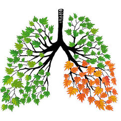 Bronchites et pneumonies Des infections parfois graves Bronchites et pneumonies Des infections parfois graves