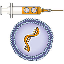 Covid-19 Comment marchent les vaccins à ARN ? Covid-19 Comment marchent les vaccins à ARN ?