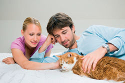 Quelques précautions sont à prendre avec les animaux de compagnie. Quelques précautions sont à prendre avec les animaux de compagnie.