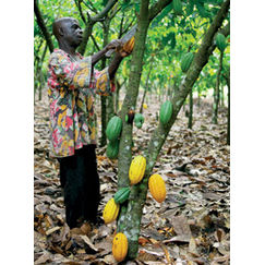 Cacao Les petits producteurs à la peine