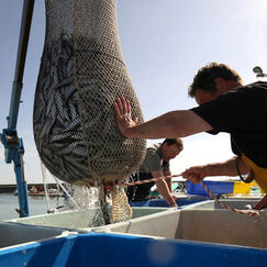 Pêche durable Mieux pêcher et mieux acheter pour sauver l'océan Pêche durable Mieux pêcher et mieux acheter pour sauver l'océan